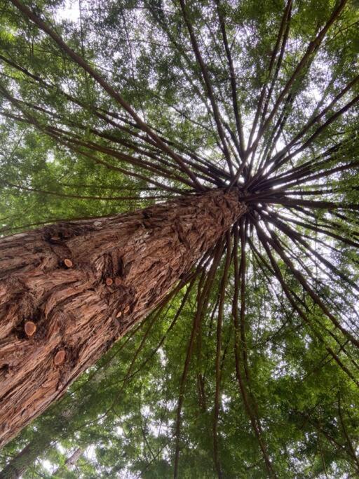 ~* The Spectacular Spyglass Treehouse *~ Occidental エクステリア 写真