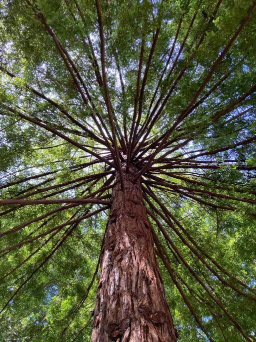 ~* The Spectacular Spyglass Treehouse *~ Occidental エクステリア 写真